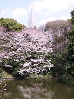 Impressionen der japanischen Kirschblte in Kakamigahara. Foto: Geiger